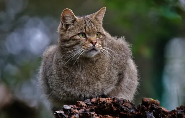 Хищник, Лесной кот, Wild Cat