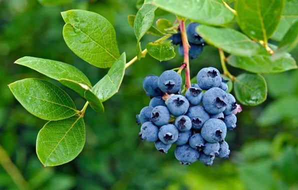 Ягоды, черника, fresh, blueberry, berries