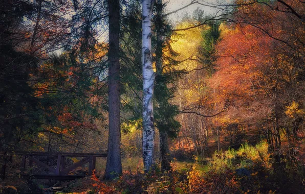 Colors, forest, trees