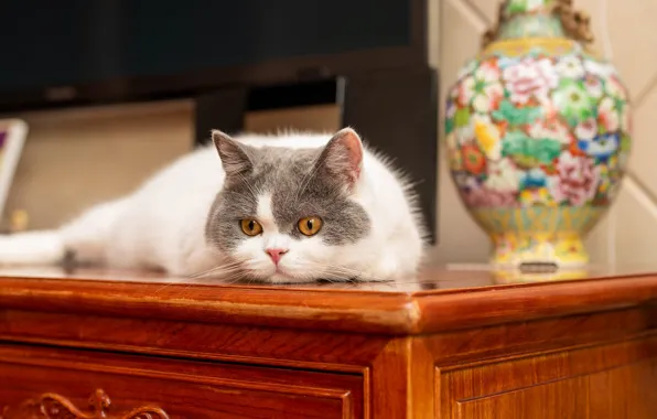 Кошка, кот, стол, лежит, ваза, мордашка, боке, серый с белым