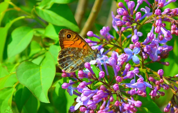 Картинка Макро, Бабочка, Цветение, Macro, Butterfly, Flowering