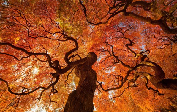 Осень, дерево, япония, приода