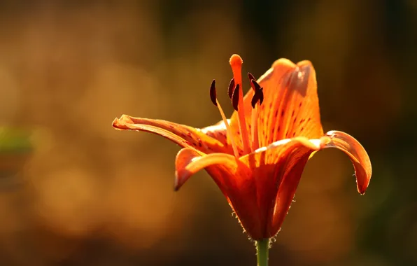 Цветы, оранжевый, фон, лилии, лепестки, сад