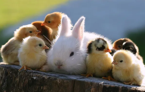Картинка животные, цыплята, кролик, пасха