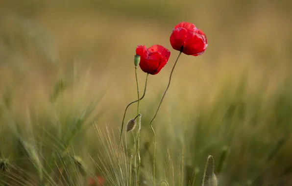 Картинка поле, трава, природа, маки, лепестки, луг