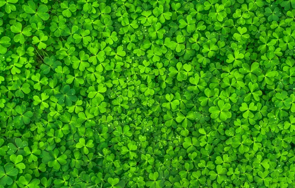 Green, Leaves, Clovers