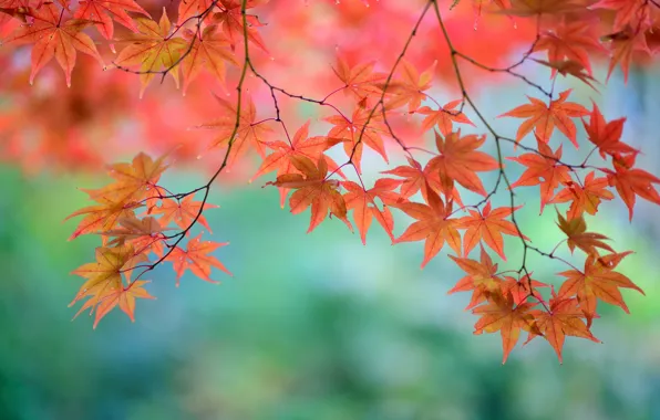 Листья, ветки, дерево, красные, клен, японский