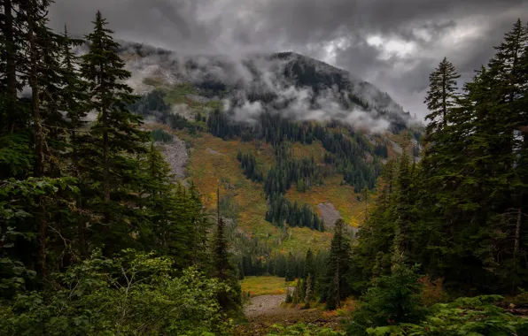Картинка лес, горы, туман, ели, склон