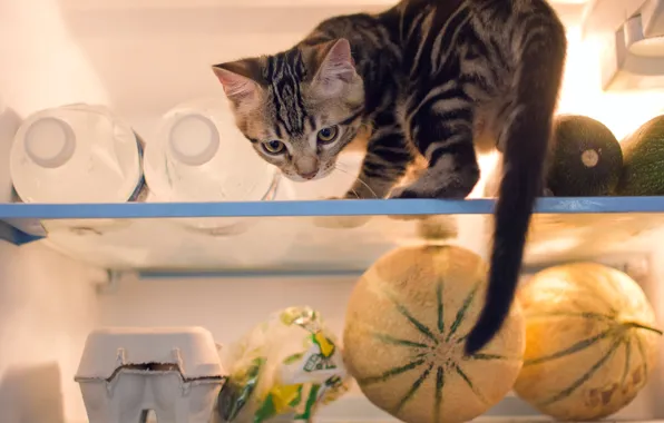 Кошка, холодильник, котёнок, продукты, проказник