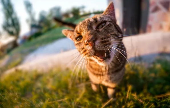Кошка, трава, кот, морда, свет, природа, серый, фон