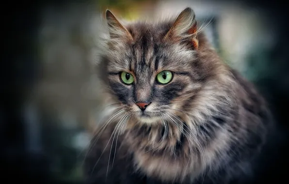 Картинка кот, взгляд, портрет, пушистый, мордочка, зелёные глаза, котейка