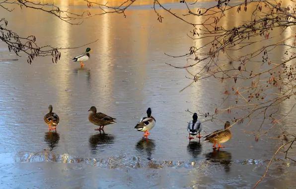 Ice, bird, water, park, lake, duck