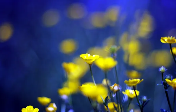 Картинка цветы, синий, фон, желтые, yellow, blue, flowers, background