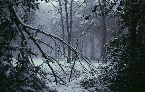 Картинка зима, лес, снег, деревья, природа, туман, Великобритания, Nottinghamshire