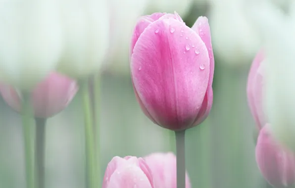 Цветы, природа, тюльпаны