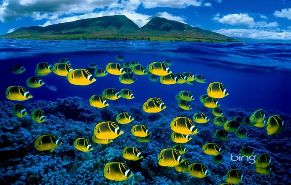 Sea, fish, Bing
