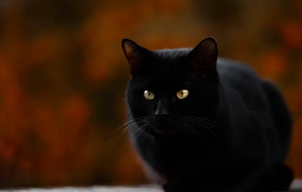 Сидит, размытый задний фон, черная кошка