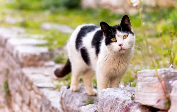 Кошка, кот, взгляд, камни, черно-белый, пятнистый, желтые глаза
