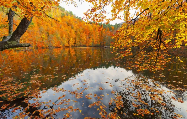 Осень, лес, вода, облака, деревья, ветки, озеро, пруд