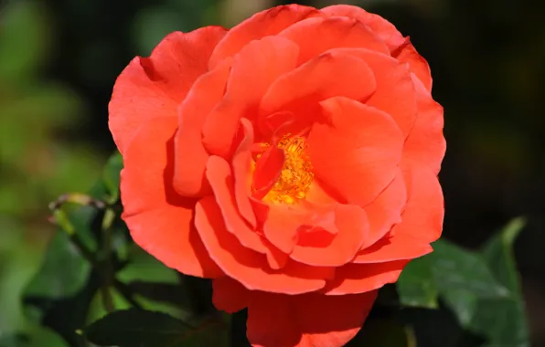 Макро, Роза, Rose, Macro