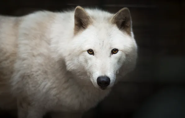 Волк, собака, белая, Wolf dogs Wolves
