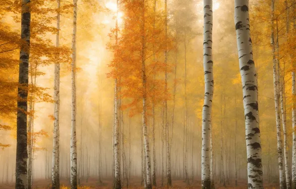 Осень, лес, свет, деревья, ветки, природа, туман, стволы