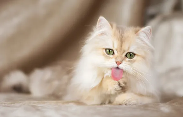 Картинка язык, кошка, мордочка, зелёные глаза, пушистая, Британская длинношёрстная кошка, Юлия Зубкова