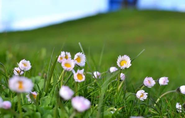 Картинка поле, трава, цветы, бело-розовые