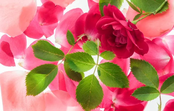Картинка розы, лепестки, pink, flowers, roses, розовые розы