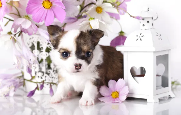 Картинка цветы, собака, фонарь, щенок, чихуахуа, космея