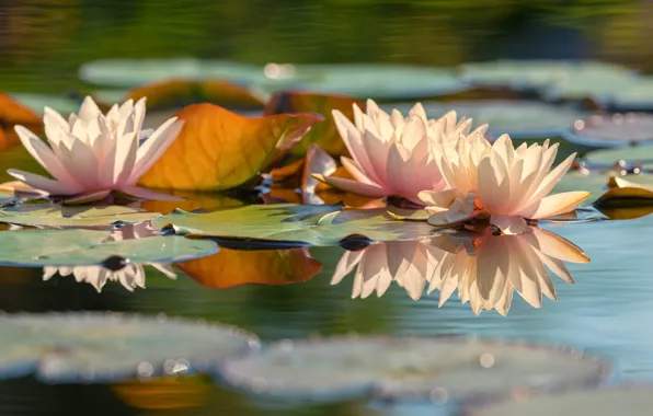 Картинка листья, вода, свет, цветы, природа, озеро, пруд, отражение