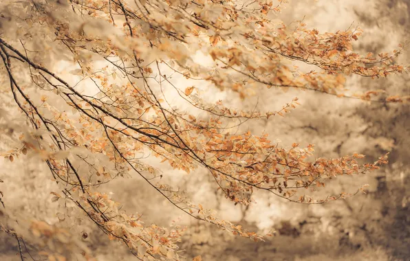 Осень, ветки, фон, листва, размытость