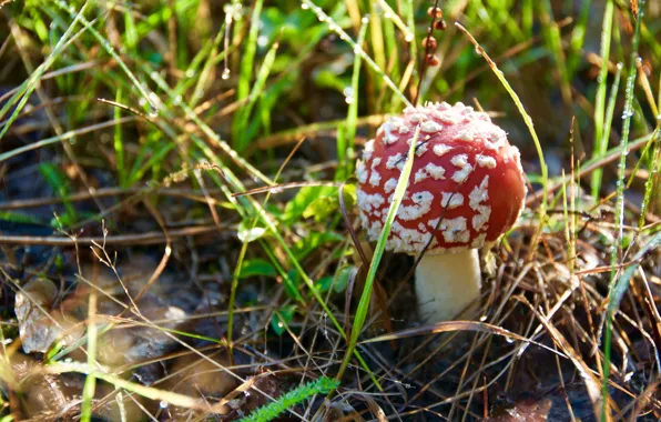 Трава, Лес, Гриб, Grass, Forest, Mushroom