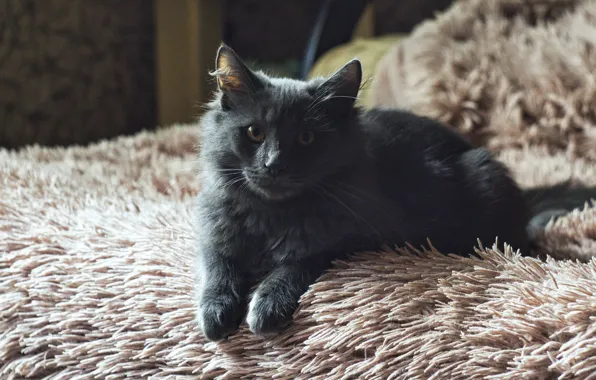 Кошка, взгляд, поза, котенок, серый, комната, постель, лежит