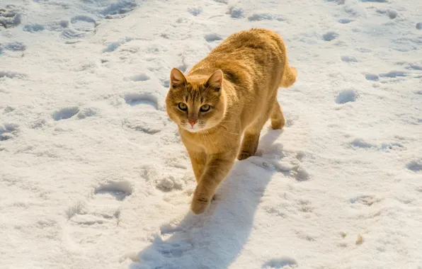 Зима, кошка, кот, взгляд, снег, следы, поза, рыжий