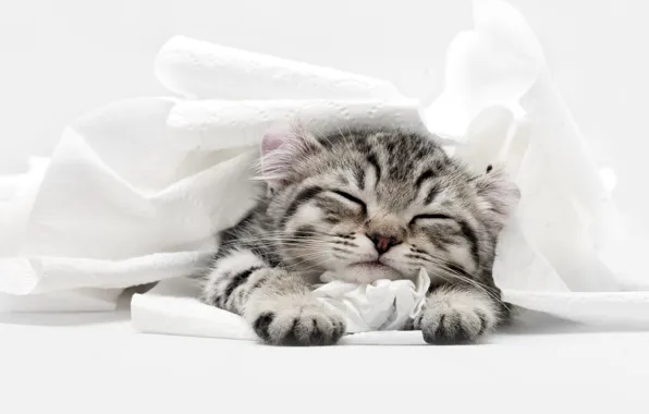 Кошка, котенок, сон, спит