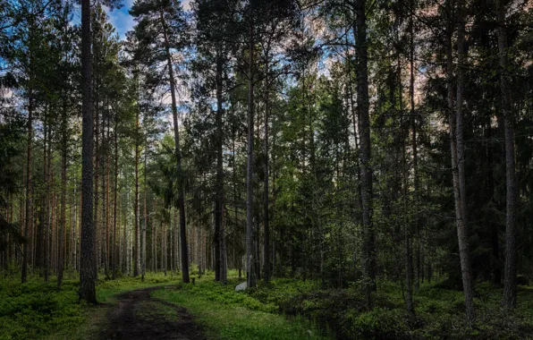 Зелень, деревья, green, Лес, forest, роща, тропинка, trees