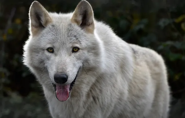 Картинка nature, snow, predator, face, animal, wolf, wildlife, portrait