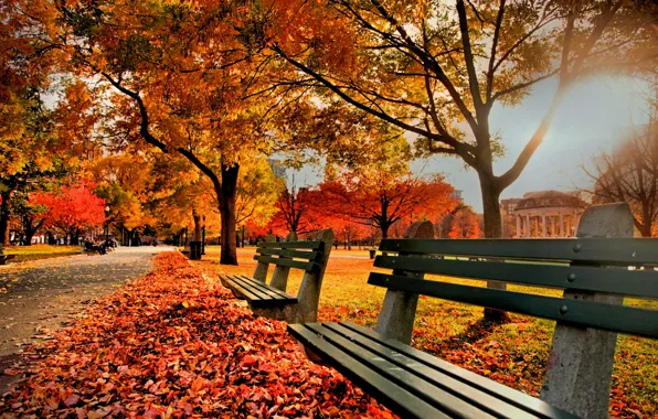 Осень, природа, парк, листва, Nature, скамейки, trees, park