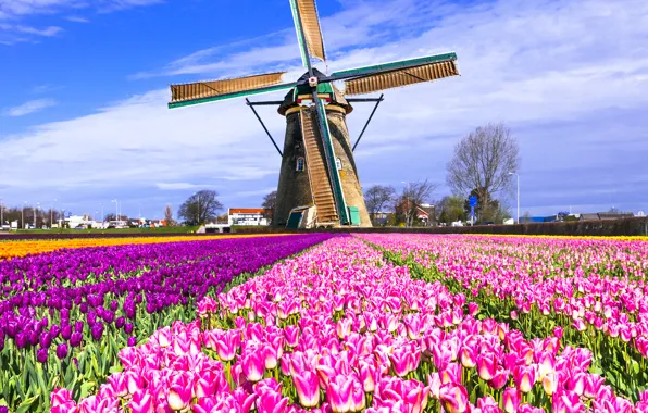 Поле, мельница, тюльпаны, Нидерланды, разноцветные, Keukenhof, Lisse