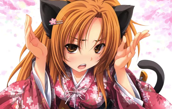 Sword, neko, cat, katana, ken, blade, samurai, japanese