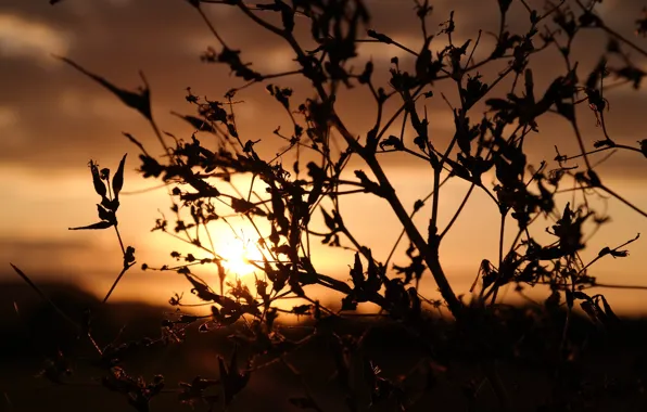 Sun, Sunset, Autumn, Background, blurred, DOF
