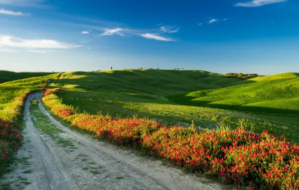 Картинка дорога, поле, пейзаж, Italy, Tuscany