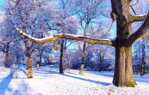 White, forest, park, winter, snow, tree, cold