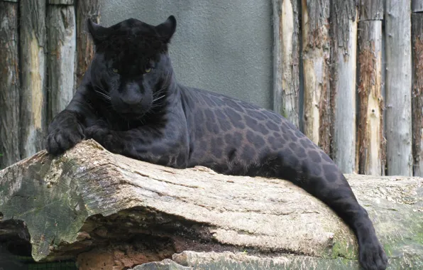 Картинка черный, хищник, пантера, ягуар