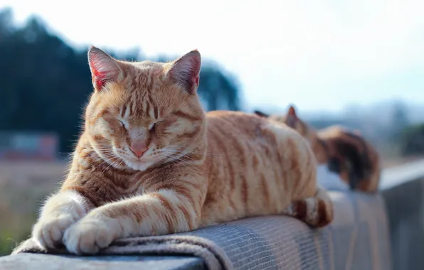 Картинка кот, отдых, рыжий, лежит