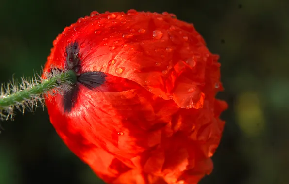 Red, flower, poppy