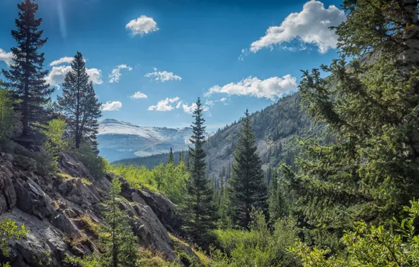 Картинка деревья, горы, долина, Колорадо, Colorado, Скалистые горы, Rocky Mountains