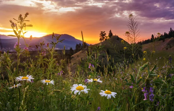 Картинка закат, цветы, горы, ромашки, луг, Канада, Canada, British Columbia