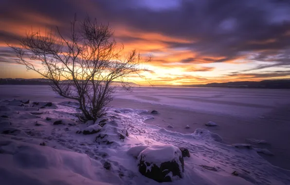 Картинка зима, снег, закат, озеро, дерево, Норвегия, Norway, Buskerud